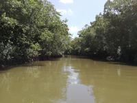 Fahrt auf dem Daintree River