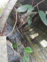 Altes abgestürztes Flugzeug in Kuranda