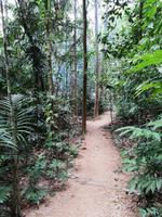 Daintree Nationalpark 