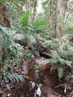 Daintree Nationalpark 