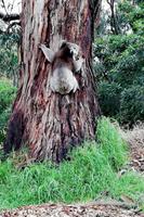 Koala an der Great Ocean Road