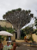 Teneriffa, Puerto de la Cruz, Garten Sitio Litre