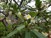 Teneriffa, Puerto de la Cruz, Garten Sitio Litre, Franchipani