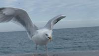 Möwe bei der Landung