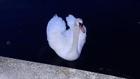 Schwan in Abendstimmung
