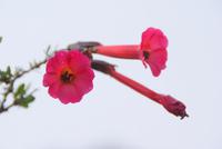 Cantuta-Nationalblume Peru