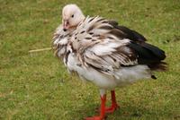 Gans