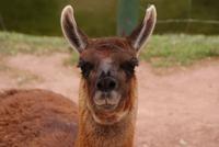 Lama (2)