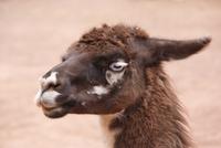 Lama (5)