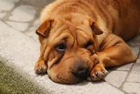 wer kann da widerstehen