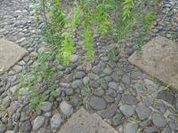 Teneriffa, Puerto de la Cruz, Risco Bello, Falscher Pfeffer