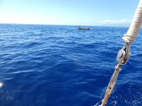 Teneriffa, Los Gigantes, Flipper UNO, Walbeobachtung, Grindwale