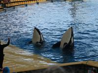 Teneriffa, Puerto de la Cruz, Loro Park