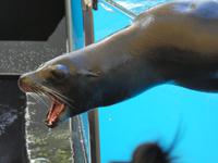 Teneriffa, Puerto de la Cruz, Loro Park