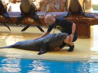 Teneriffa, Puerto de la Cruz, Loro Park