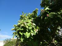 Teneriffa, La Orotava, Botanischer Garten