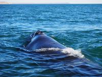 Halbinsel Valdés: Walbeobachtung