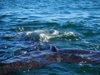 Halbinsel Valdés: Walbeobachtung