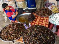 Frittierte Maden, Spinnen, Kaefer fuer den kleinen Hunger zwischendurch