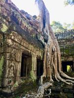 Wo Baeume den Tempel stuetzen. in Ta Prohm