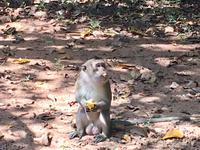 Ich hab eine Banande gestohlen ! 