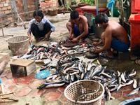 Fische werden zum Verkauf hergerichtet