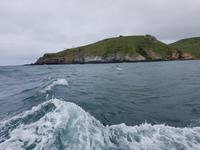 1431_Otago Peninsula