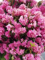 1504_Dunedin; Baldwin Street