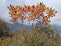 DSCN2164  Essigbäume