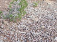 DSCN2191 Zapfen Teppich