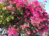 DSCN2282  Blütenbracht im November