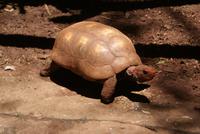 Schildkröte
