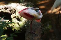 Parque das Aves (6)