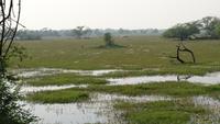 Weiten im Keoladeo Nationalpark 