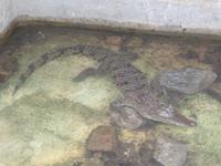 Tabakplantage Viñales (8)