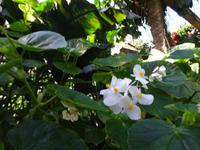 Botanischer Garten Cienfuegos (4)