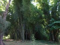 Botanischer Garten Cienfuegos (17)