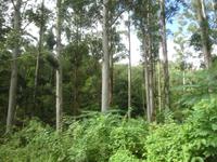 Sierra del Escambray (5)