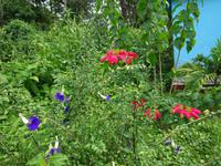 Sierra del Escambray (7)