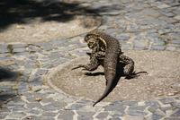 Bewohner am Zuckerhut (2)