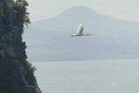 Otago Halbinsel, Löffelreiher