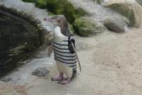 Gelbaugenpinguin in der Reha