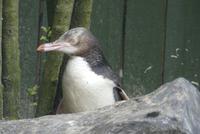 Gelbaugenpinguin in der Reha