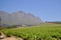 Südafrika - Stellenbosch Weinanbaugebiet