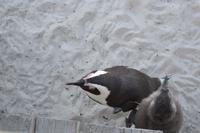 Südafrikanische Pinguine