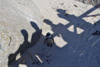 Südafrikanische Pinguine