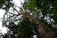 Südafrika - Yellowwood-Baum