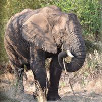 Südafrika - Pilanesnationalpark 