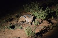 Südafrika - Pilanesnationalpark - Schakal