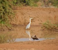 Südafrika - Pilanesnationalpark